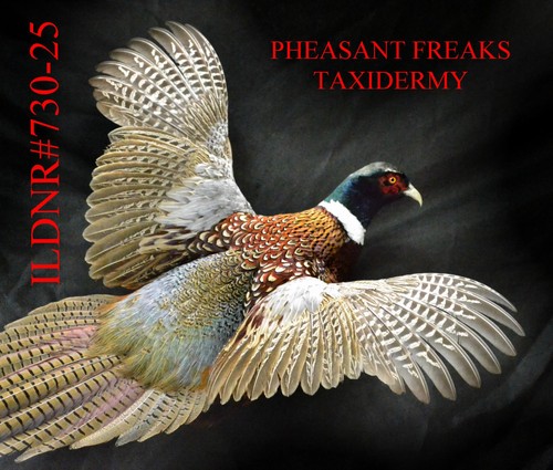 Pheasnt taxidermy mount - taxidermy,