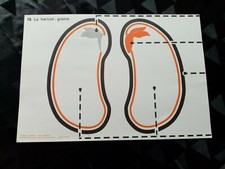 ancien croquis de sciences:le haricot/le blé .edition rossignol.36/52