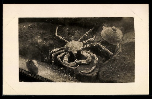 Carte postale photo spider - postale,