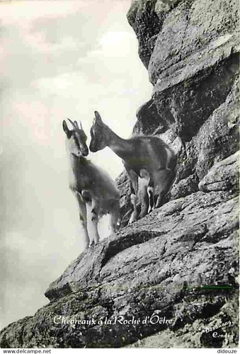 Carte postale animaux - -,