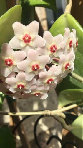 Hoya carnosa - hoya,