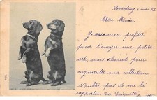 Animaux - n°69899 - deux Teckels debout