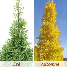 Ginkgo biloba Fastigiata