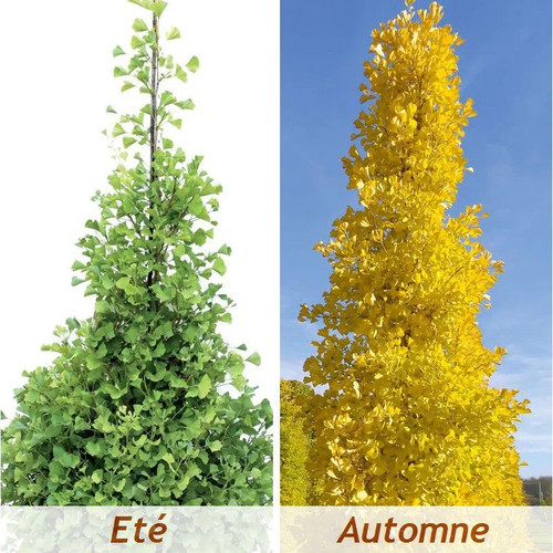 Ginkgo biloba fastigiata - biloba,