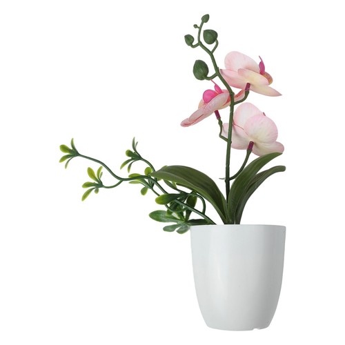 Plante pot plastique - plante, en