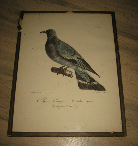 Ancienne lithographie polydore - lithographie,