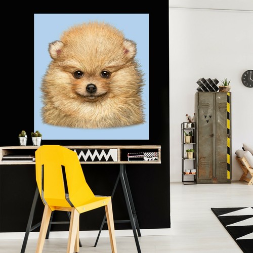 Chiot poméranie m07 - poméranie, 3d