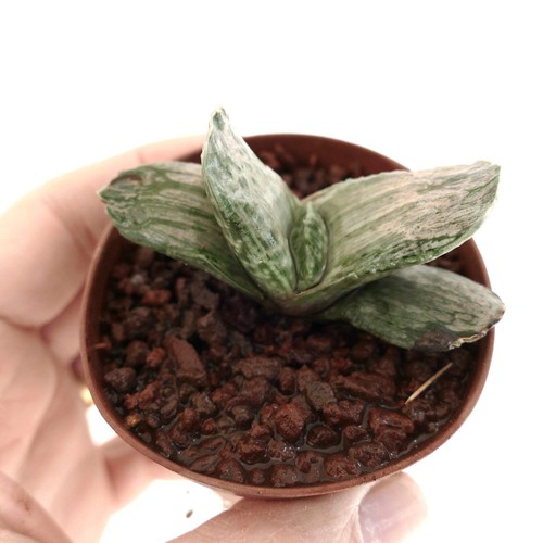 Gasteria marmorata araiso - gasteria, 'araiso