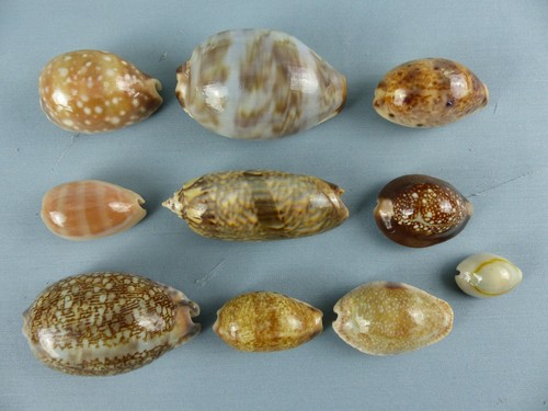 Lot coquillages - 10,