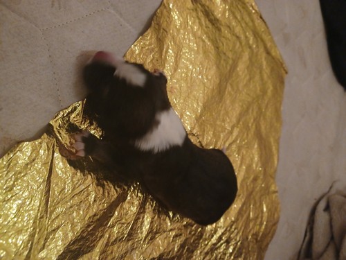 Chiots setter anglais - chiots,