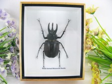 Three-horned Rhinoceros -