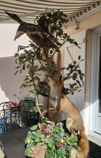 SUPERBE ET RARE COMPOSITION DE TAXIDERMIE