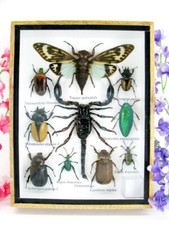 Véritables insectes