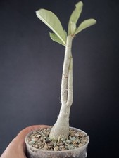 Bonsaï Baobab Rose du désert Adenium Arabicum "OJI" culture Indonésie Fleur Roug
