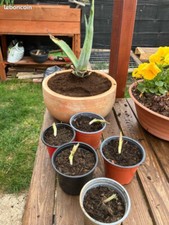 Plante cactus Agave americana no aloe vera