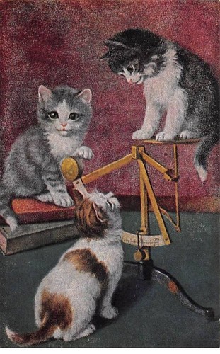 Animals 86696 cats - -,