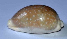COQUILLAGES - CYPRAEA CAMELO PARDALIS - 56.35mm