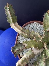 TRÈS RARE! Cactus Euphorbia