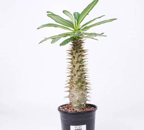 Sale rare plant - sale,