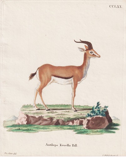 Gazelle dorcas dorkasgazelle - dorcas,
