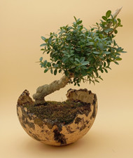 Bonsai,  40 ans, Buis