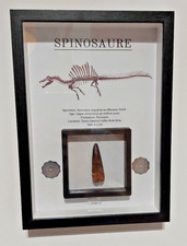 Veritable et rare Dent de