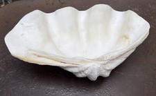 grand bénitier coquillage
