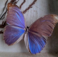 Papillons entomologie Bel ensemble de plusieurs Papillons LEPIDOPTERES. ...