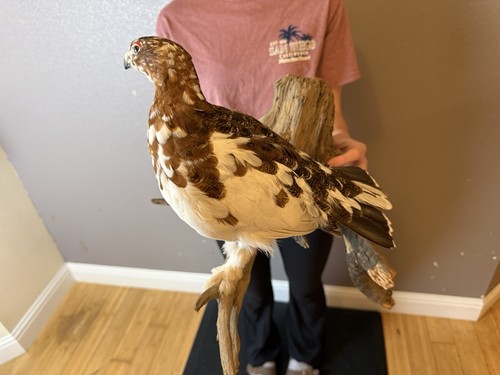 Taxidermy ptarmigan bird wall - taxidermy,