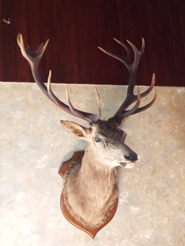 Taxidermie tête cerf - tête, 14