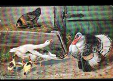 VOLAILLE / POULE OIE DINDE & POUSSIN ... illustré par Alfred SCHONIAN à MUNCHEN