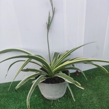 CHLOROPHYTUM COMOSUM OCEAN en Pot 