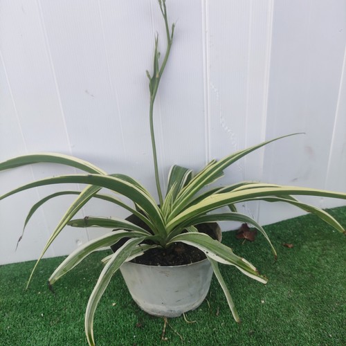 Chlorophytum comosum ocean - chlorophytum,