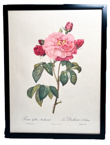 Framed rosa gallica - framed,