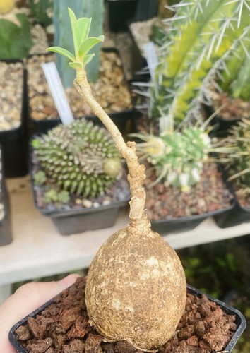Euphorbia maritae caudex - euphorbia,