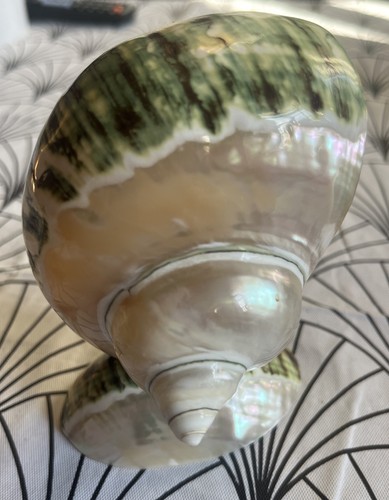 Coquillage turbo vert - vert,