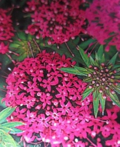 Crucianelle red ping pong - ♫,