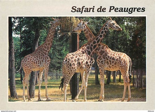Carte postale animaux - postale,