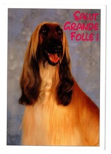 CPM: Lévrier Afghan, Photo: Slide File/Vloo, Salut Grande Folle