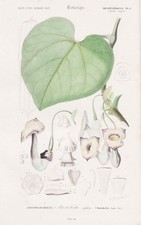 Aristolochia Sipho Blume Botanique Gravure En Acier Orbigny 1861