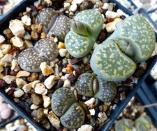 Lithops salicola (maculate