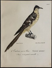 1830 - Coucou geai - Rare
