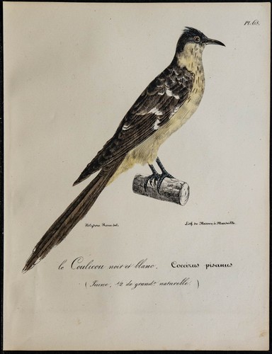 1830 coucou geai - 1830,