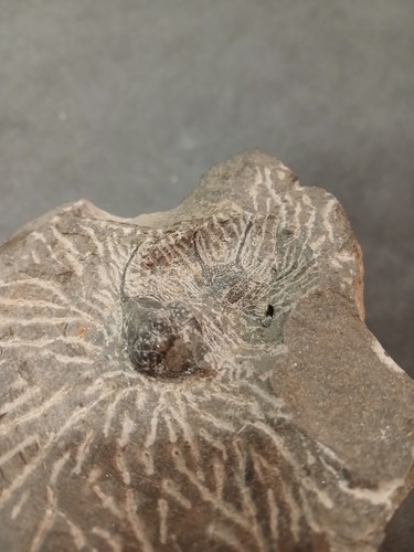 Trilobite maroc finir - trilobite, de