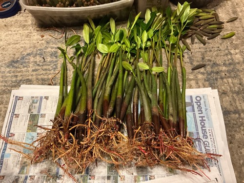 Red mangrove aquarium fish - , mangrove*aquarium
