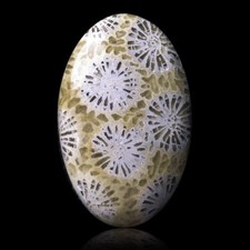 ★☆ CORAIL FOSSILE 27,00 CT