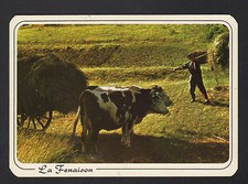 ATTELAGE BOVIN AGRICOLE / AGRICULTEUR en FENAISON