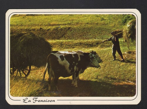 Attelage bovin agricole - attelage,