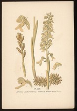 Planche botanique : Néottie