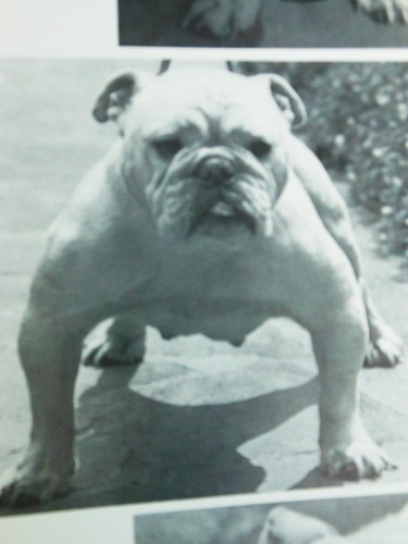 Chiens races grande - chiens, de